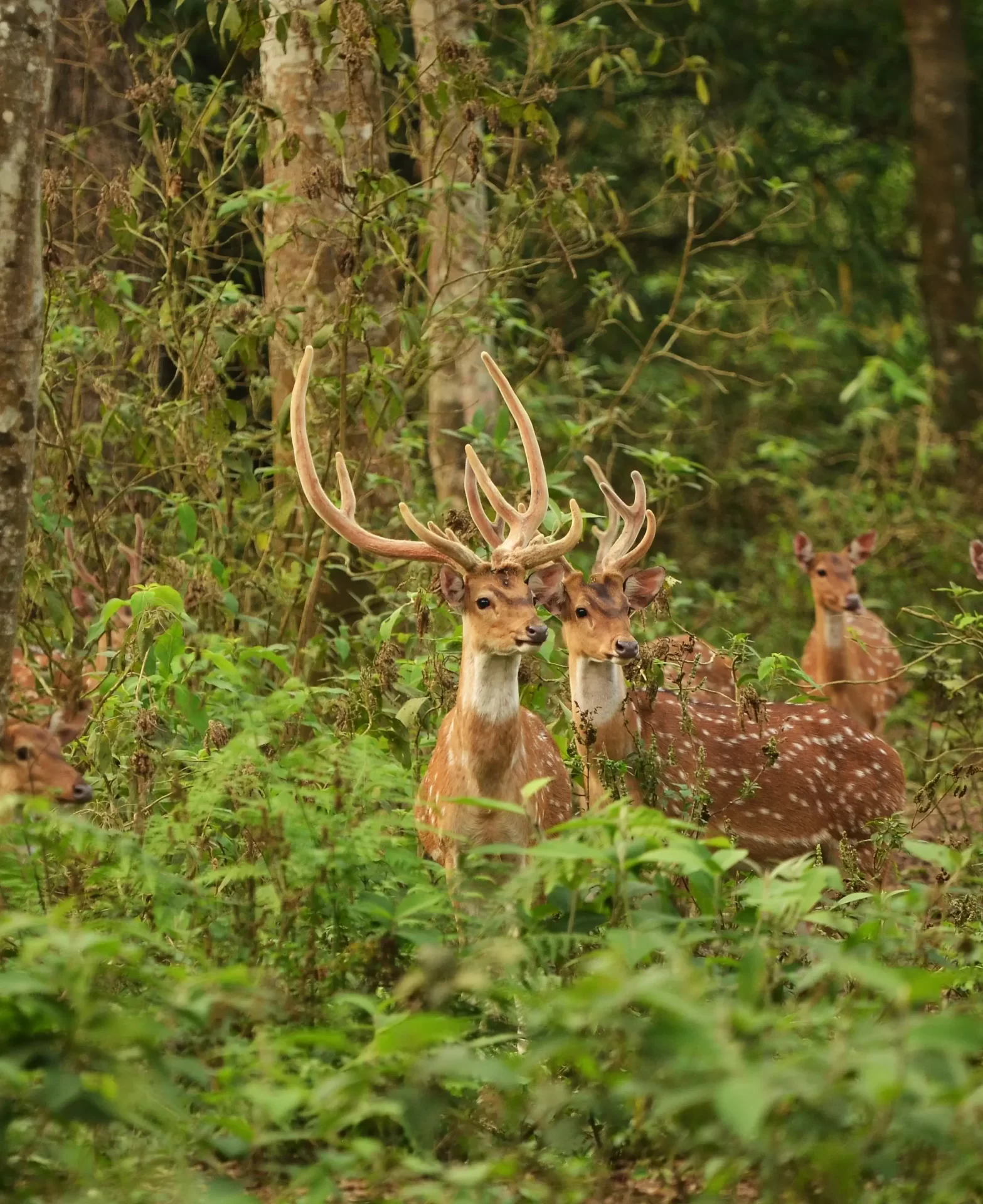 Deers in Chitwan National Park