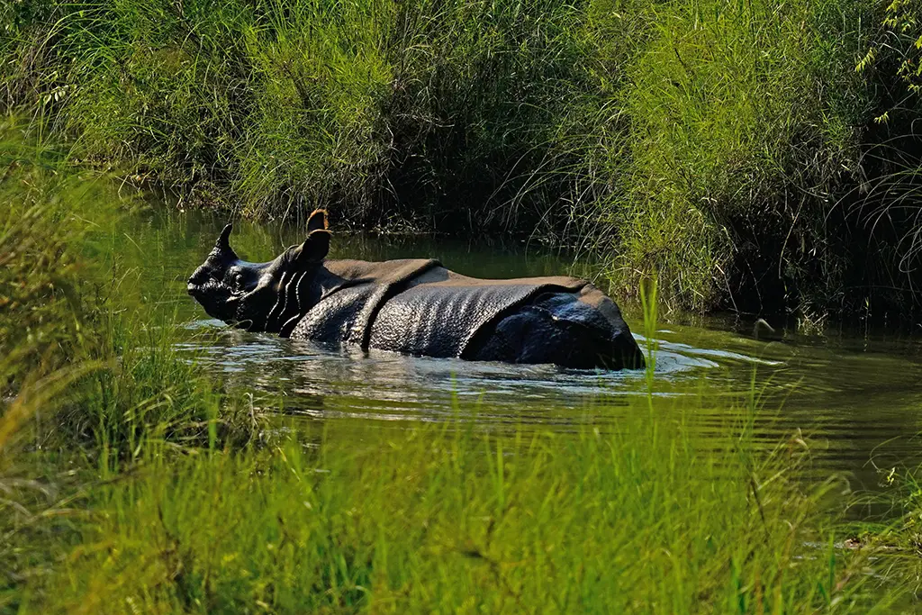 Bardiya Rhino