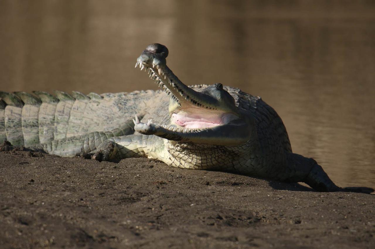 2 types of Crocks swim in the river of Chitwan, Ghariyal and Magar