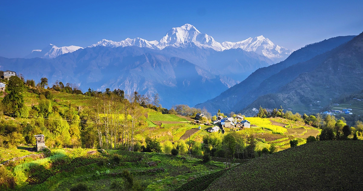 Greenery with Mount Dhaulagiri on the backdrop
