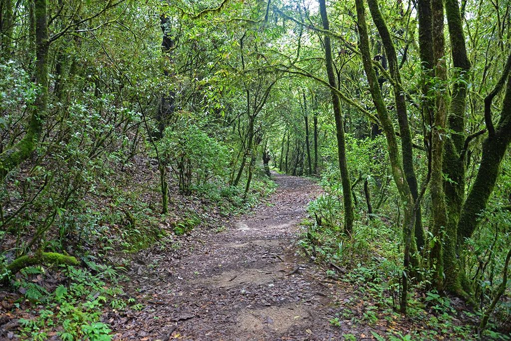 Hiking Trail Shivapuri National Park