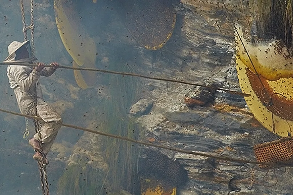 honey hunting