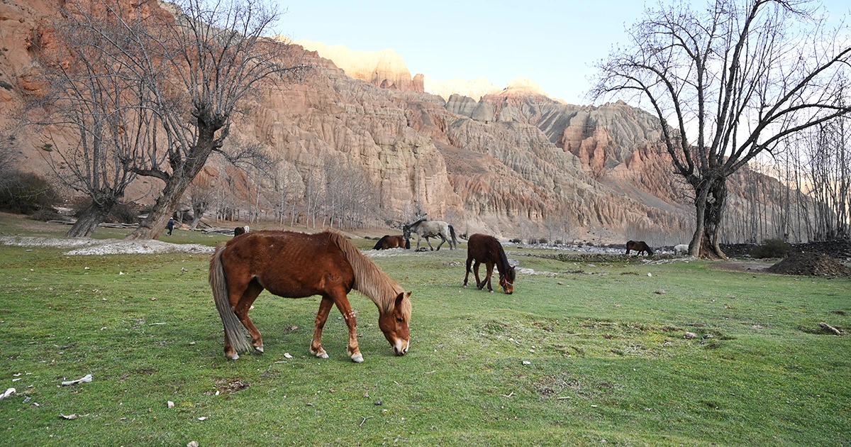 horses gazing on the way to Upper Mustang Trek