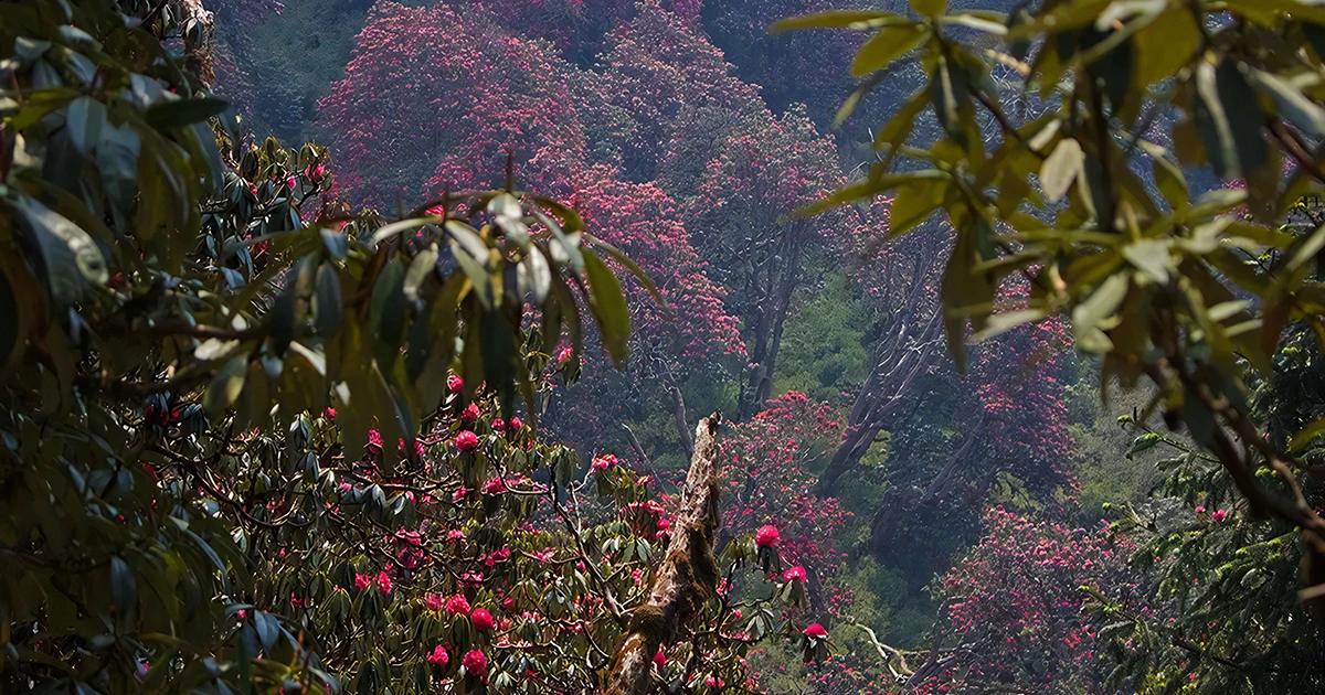 Rhododendron in Nepal: Annapurna Conservation Area