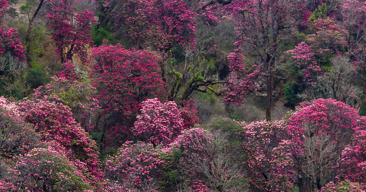 rhododendron in Nepal