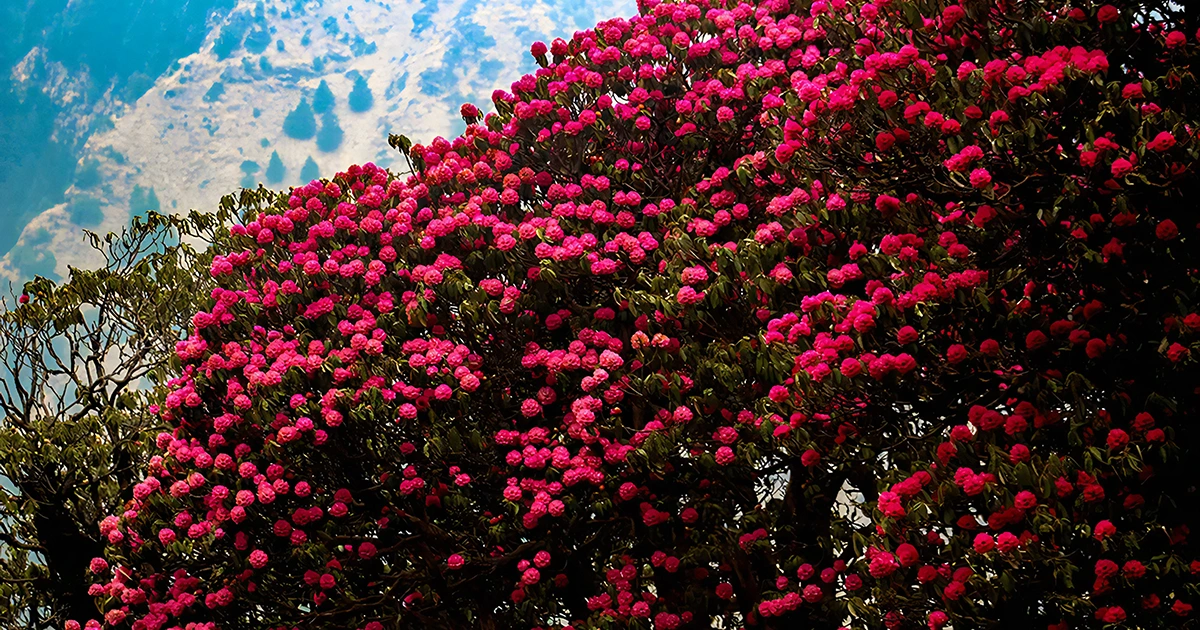 Rhododendron in Nepal: Trail on the way to Ghorepani