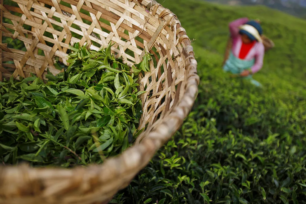 harvesting nepali tea on doko