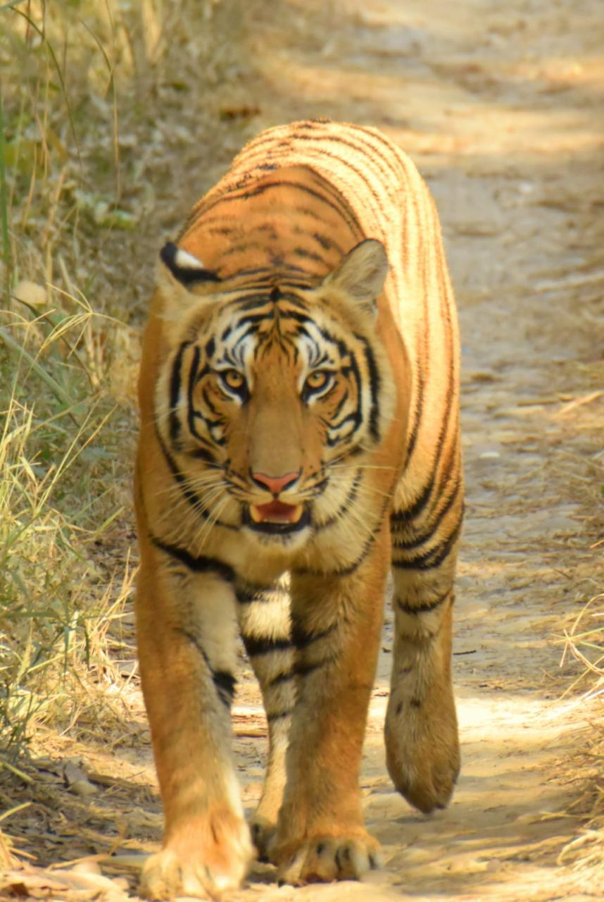 The Royal Bengal Tiger