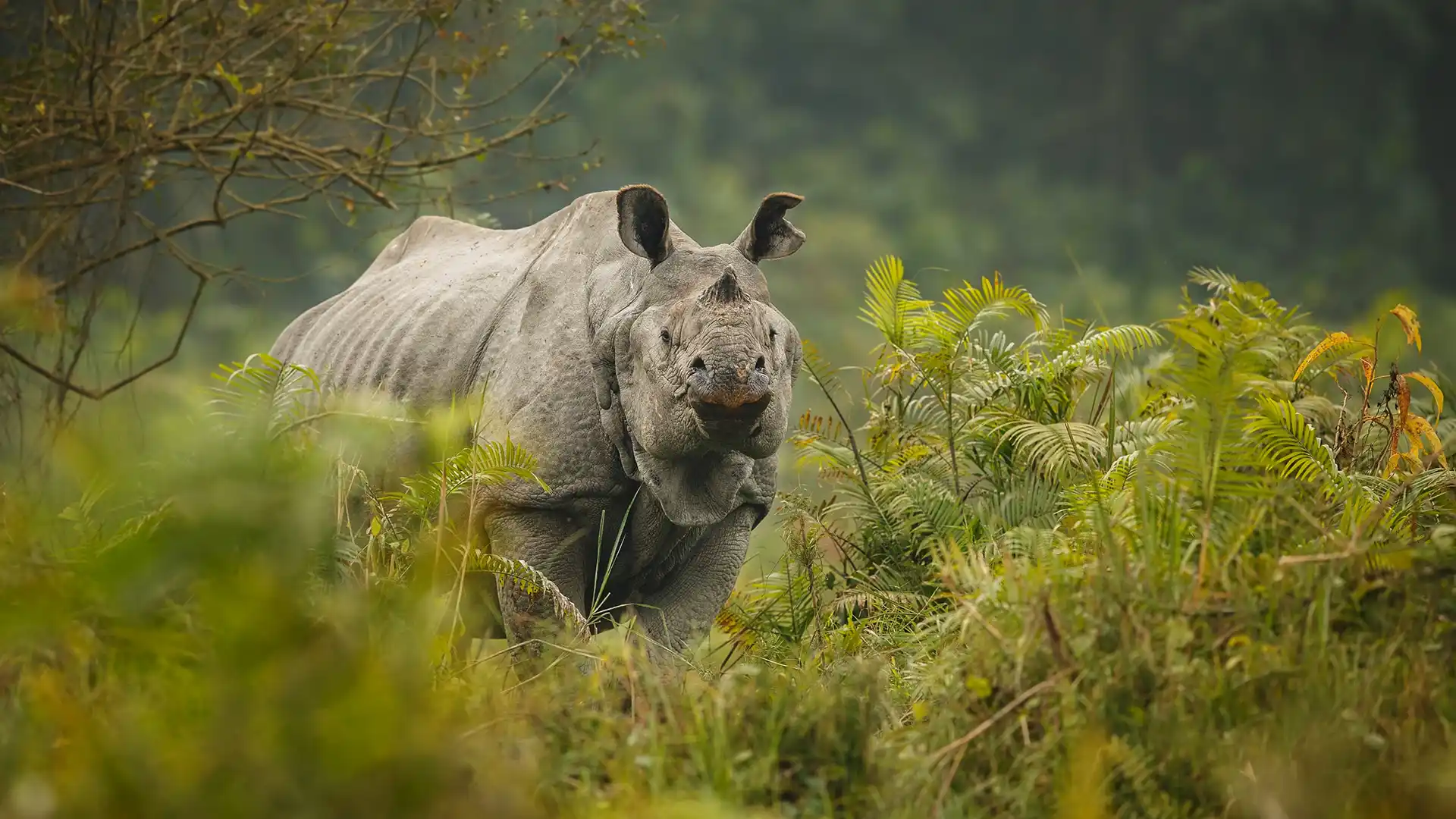 One horned rhino