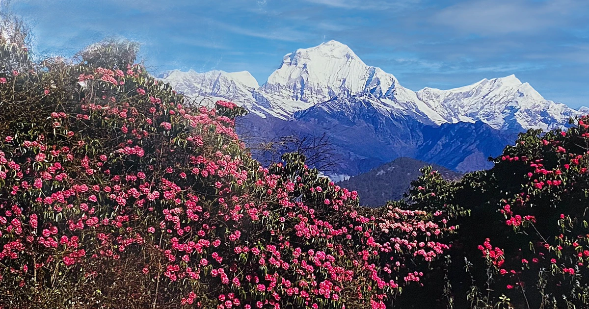 Rhododendron Forest and Himalaya Range Panaromic View