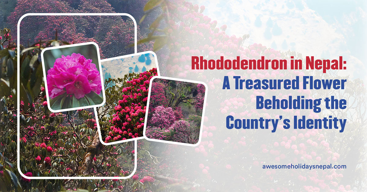 Rhododendron in Nepal: A Treasured Flower Beholding the Country’s Identity