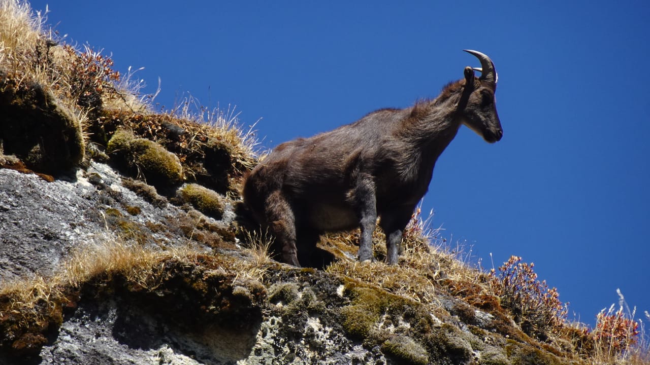 The wildlife in the Everest National Park