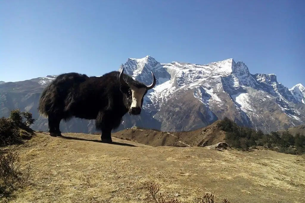 yak and everest view