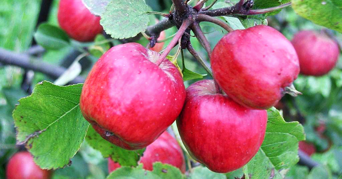 Apple Orchards Mustang