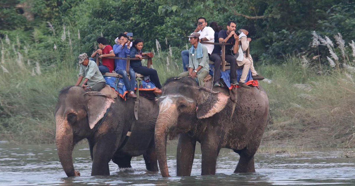 Jungle Safari Elephant