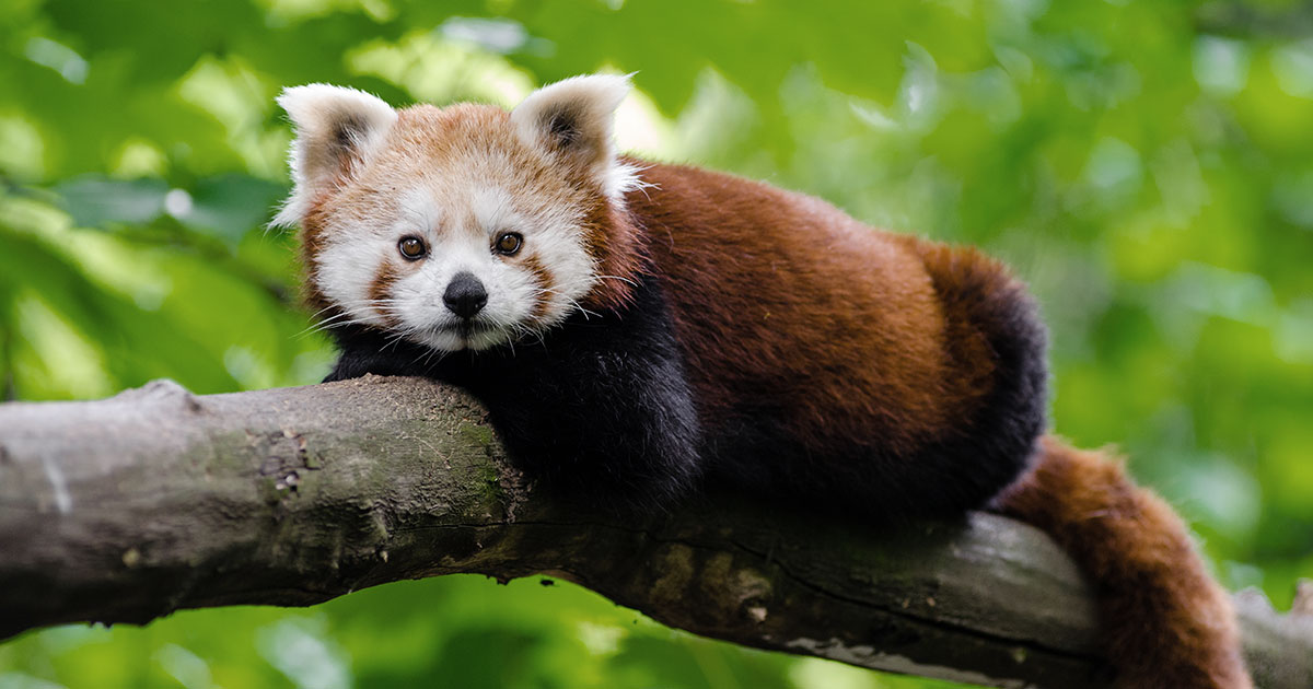 Red-Panda of Langtang National Park