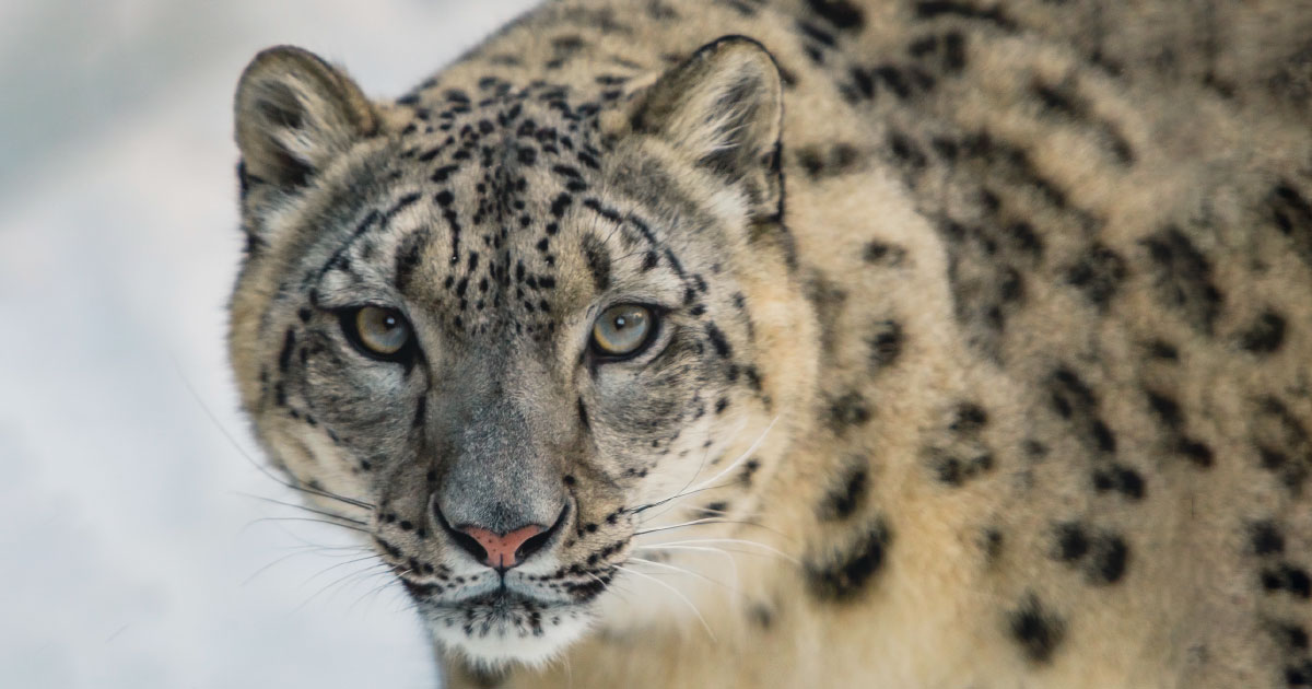 Snow Leopard