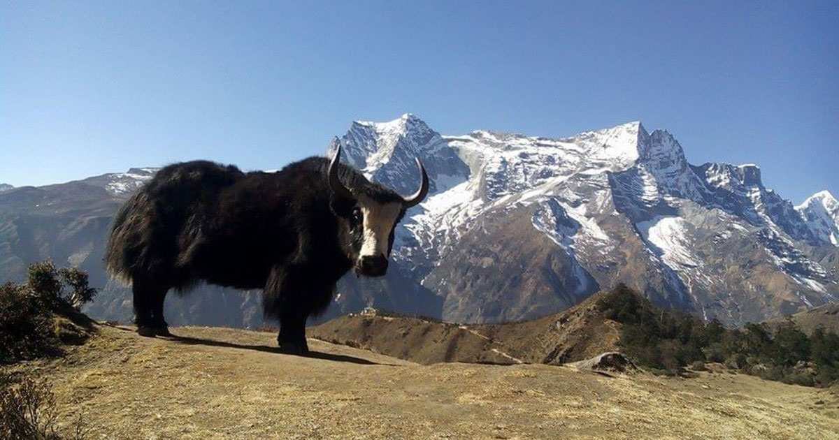 Image of Yak.