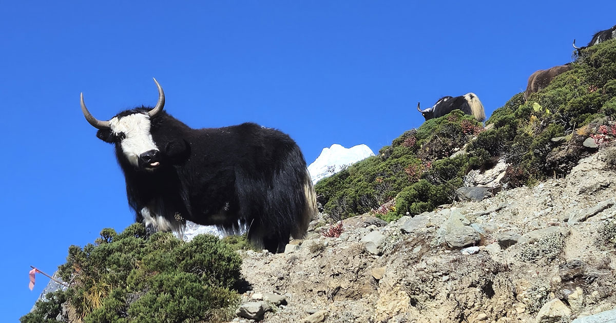 Yak at Sagarmatha National Park