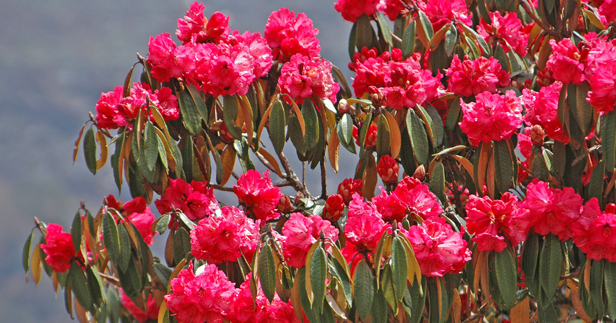 Image of Rhododendron Forest in Nepal.