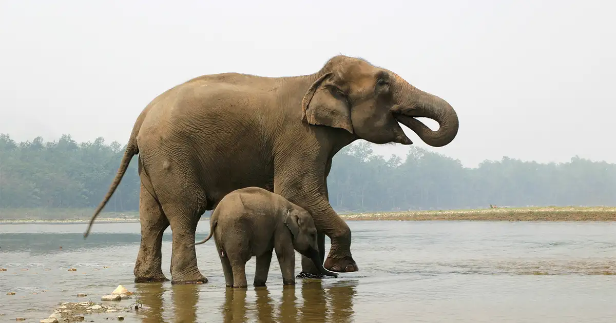 Mother Elephant and her Calf in Chitwan