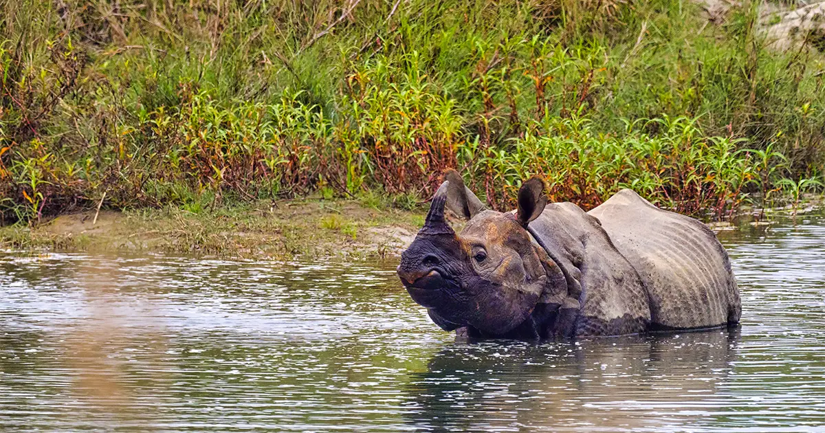 One-horned Rhinoceros