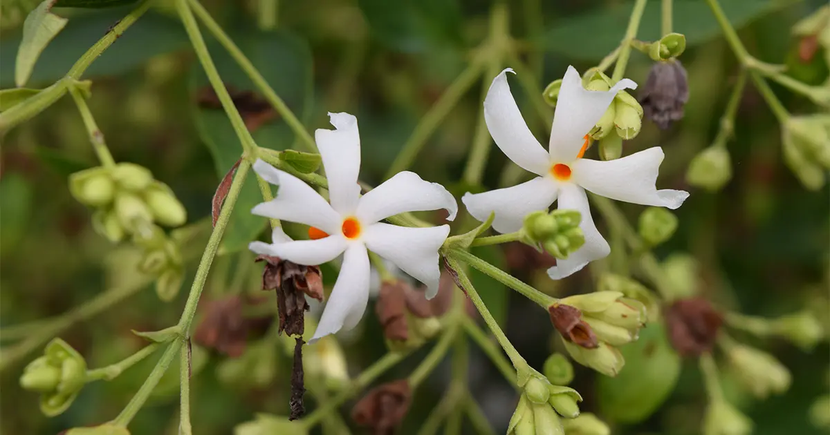 Parijat flower Nyctanthes arbortristis