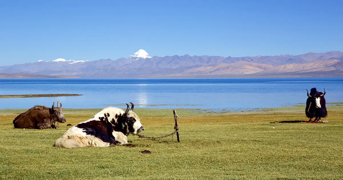 View of Kailash from Mansarovar