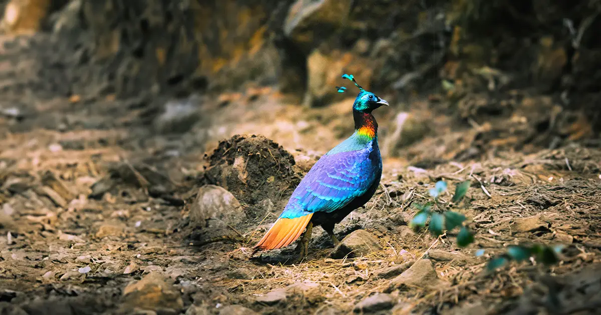 Himalayan Monal (Danphe-the national bird of Nepal)