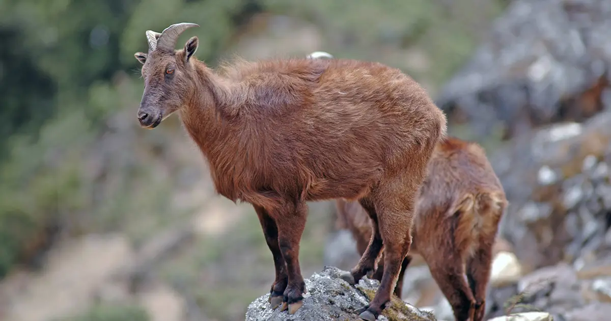 Himalayan Tahr