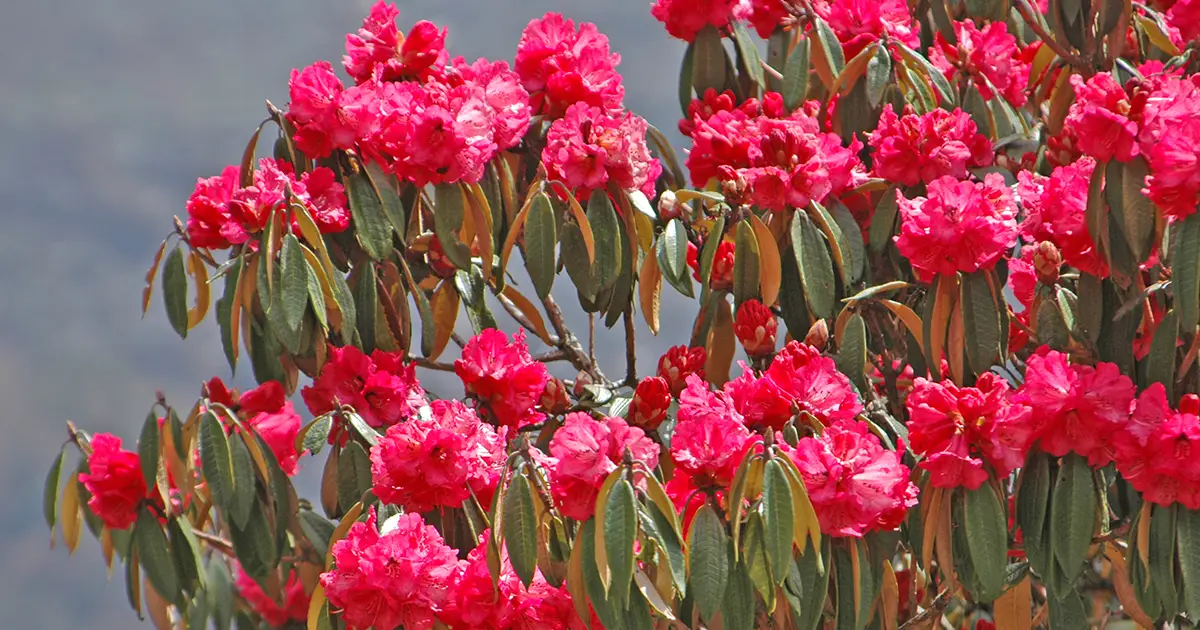 Rhododendron Forest in Everest