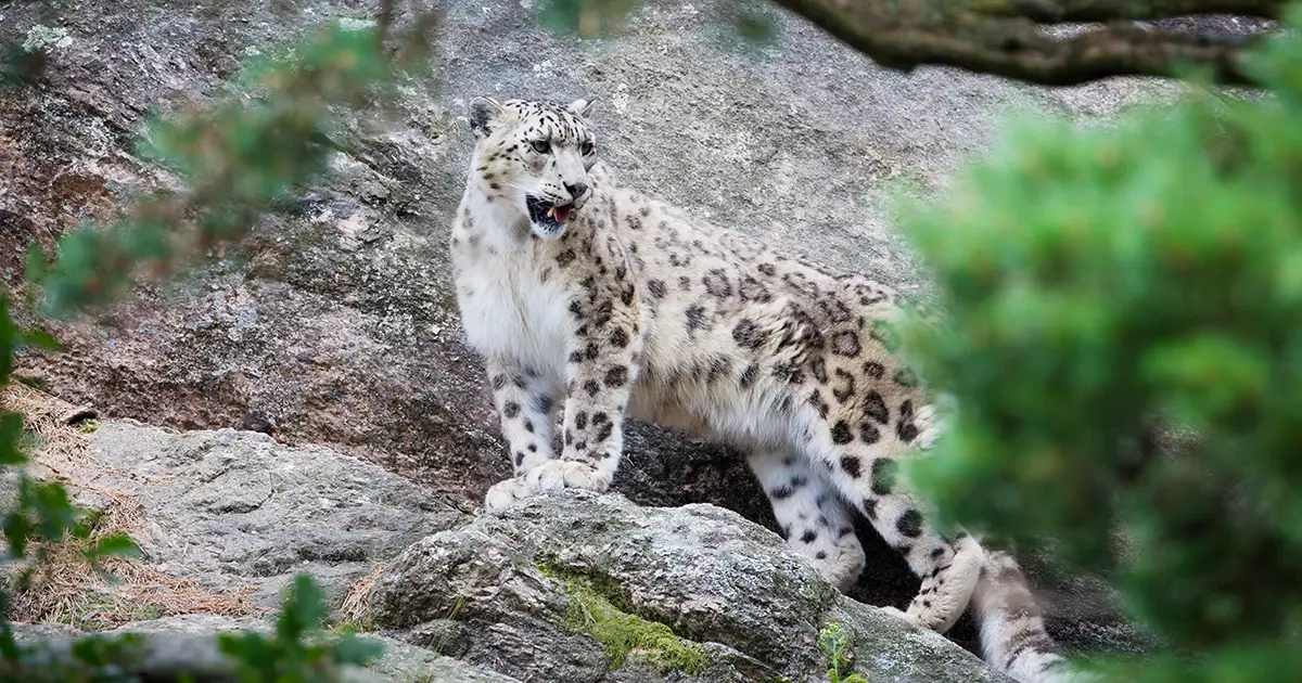 Snow Leopard