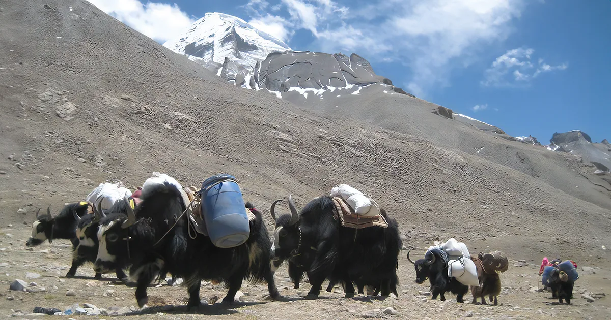 Yaks carrying loads in Kailash Mansarovar Yatra