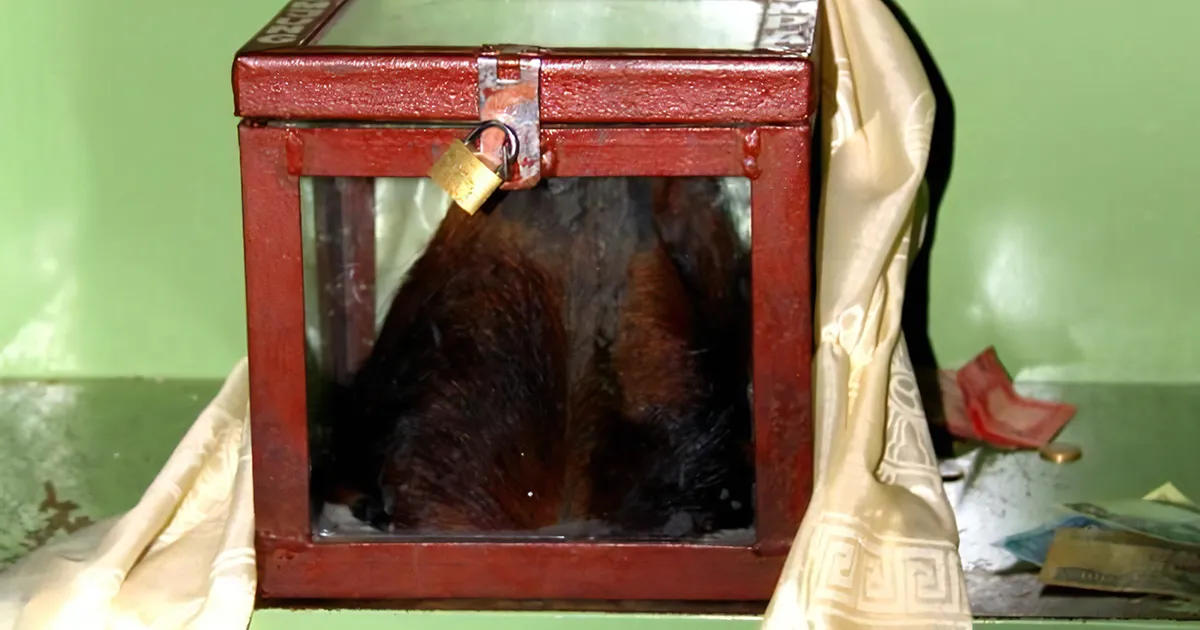 Yeti skullcap of Khumjung monastery