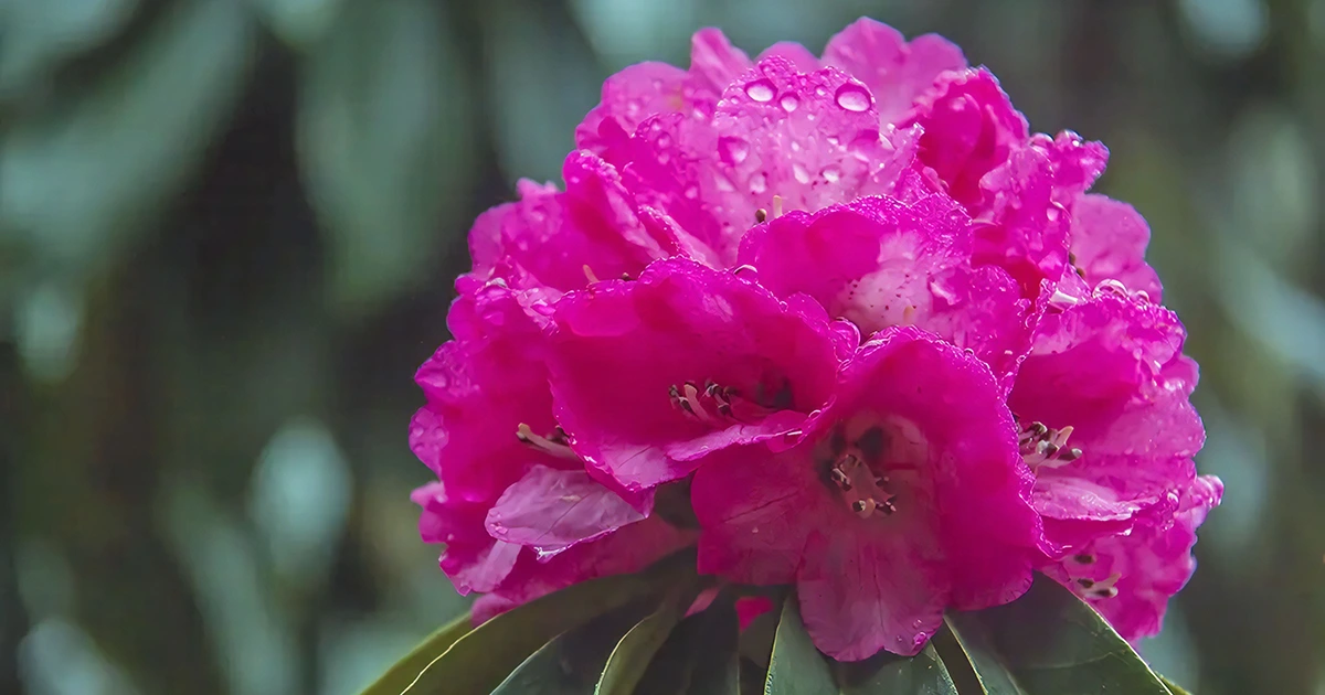 Rhododendron in the Pangboche Village 