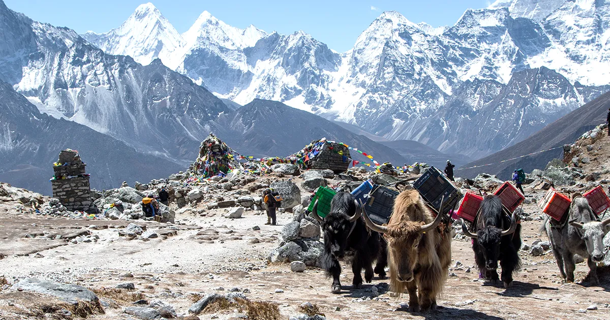Yaks and mules on the EBC Trails