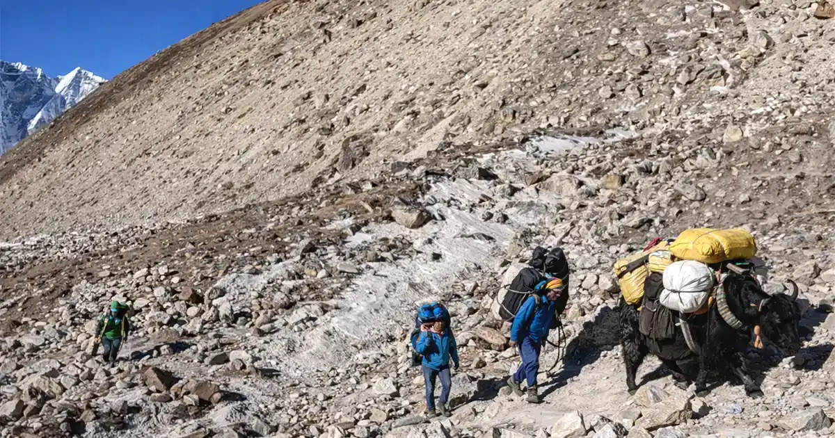 Picture of porters and yak carrying the loads