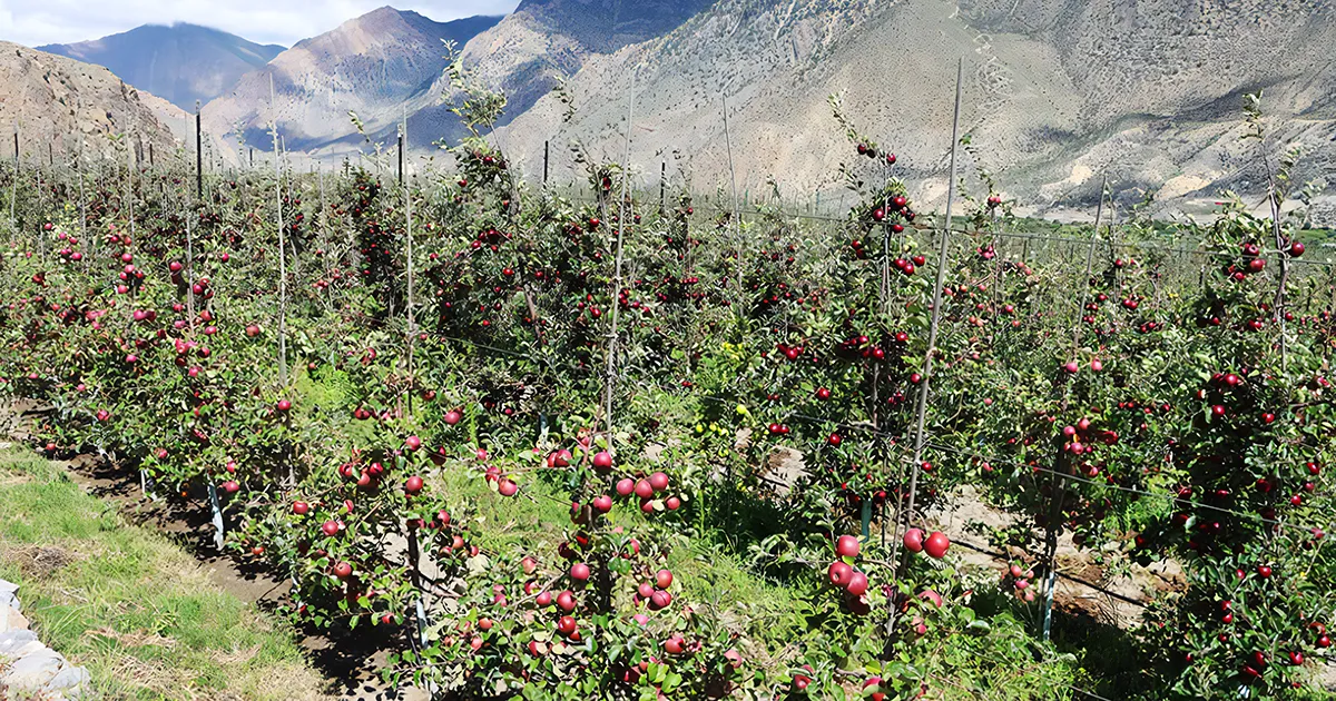 Marpha Apple Garden