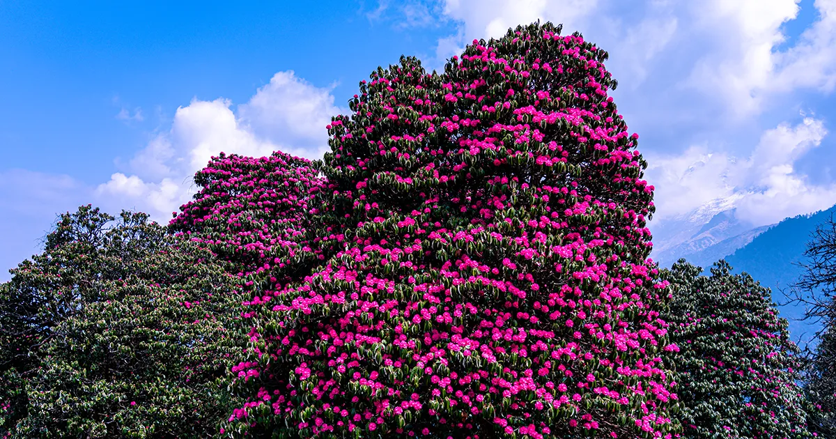 Rhododendron forest Picture of Poon Hill