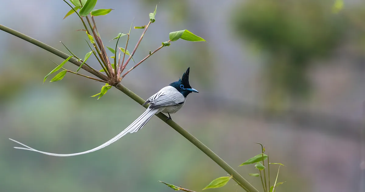 Asian Paradise Flycatcher