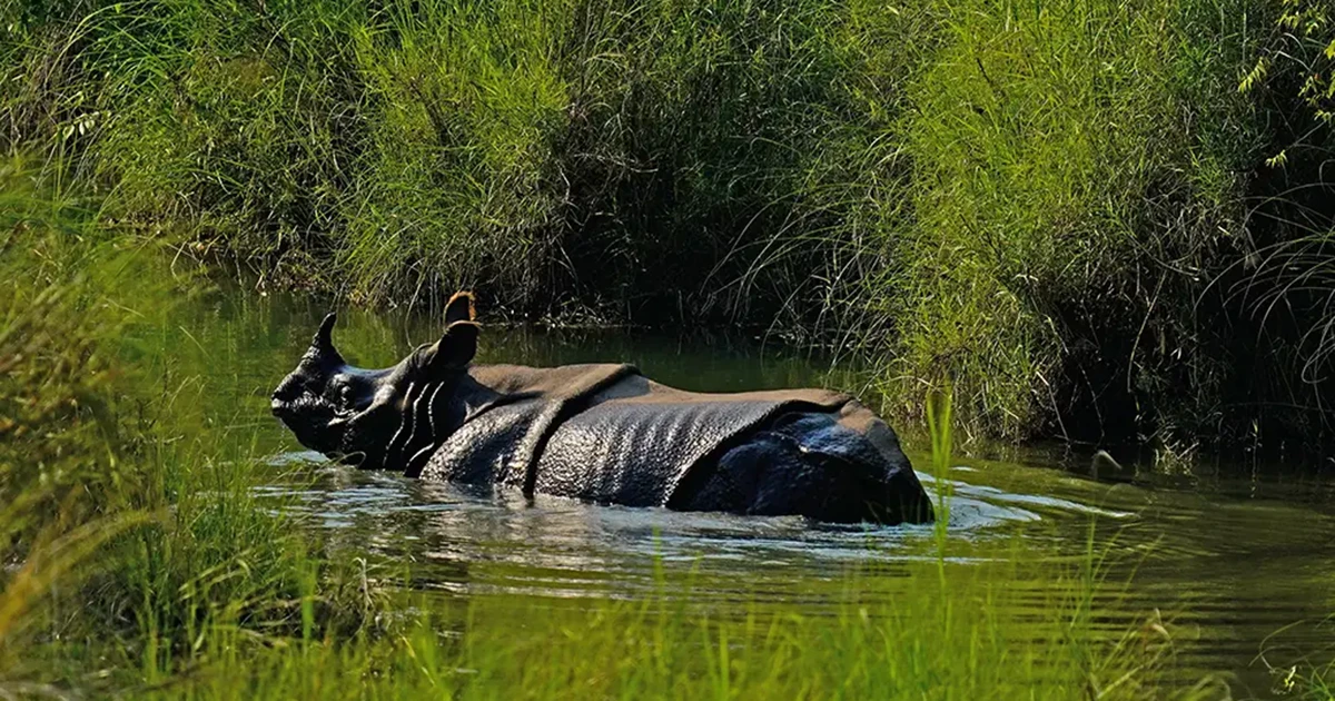 Bardiya National Park