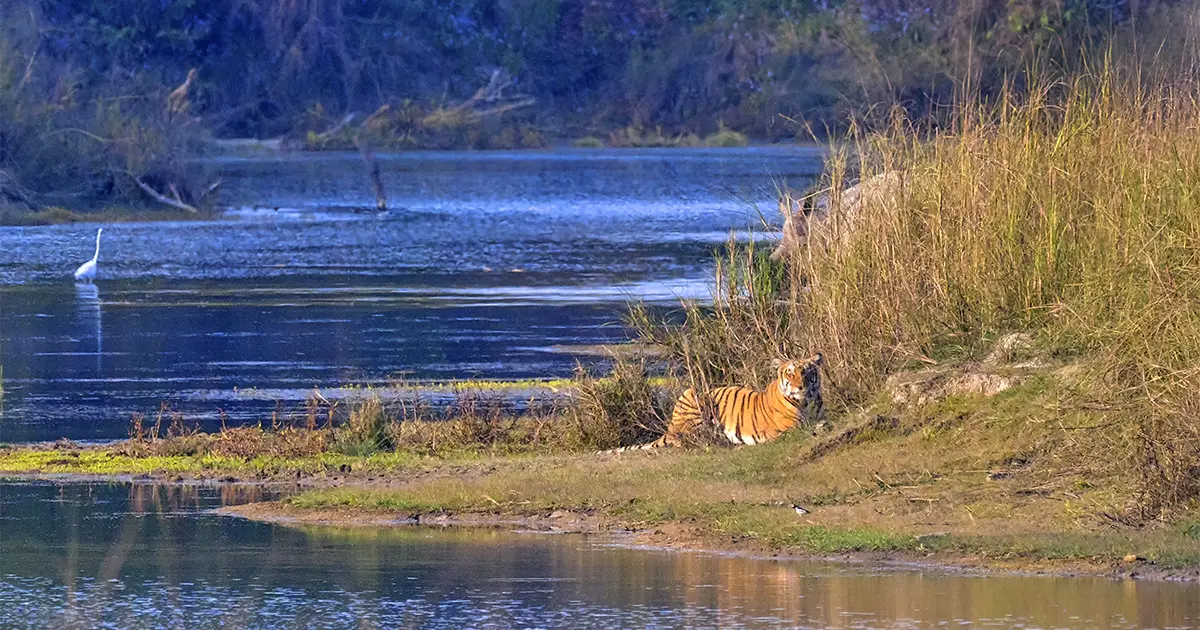 Tiger near water resources