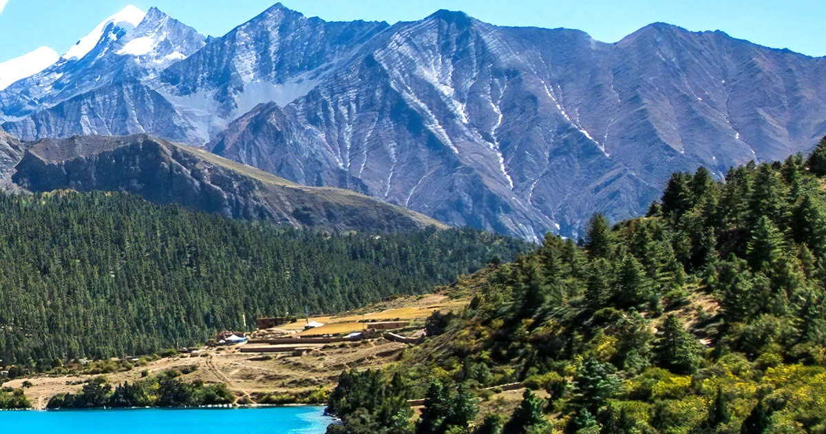 Picture of dense forest of Dolpa