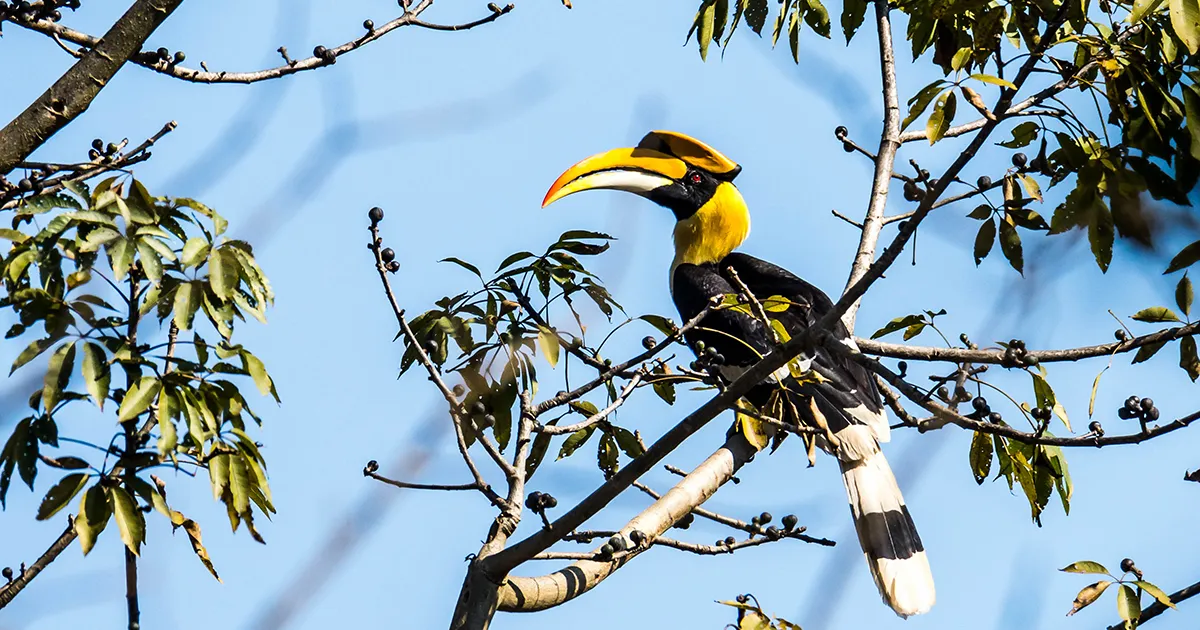 Great Hornbill