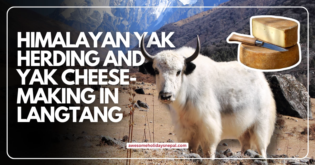What Is Yak Cheese? Yak Herding Culture in Langtang What Is Yak Cheese? Yak Herding Culture in Langtang