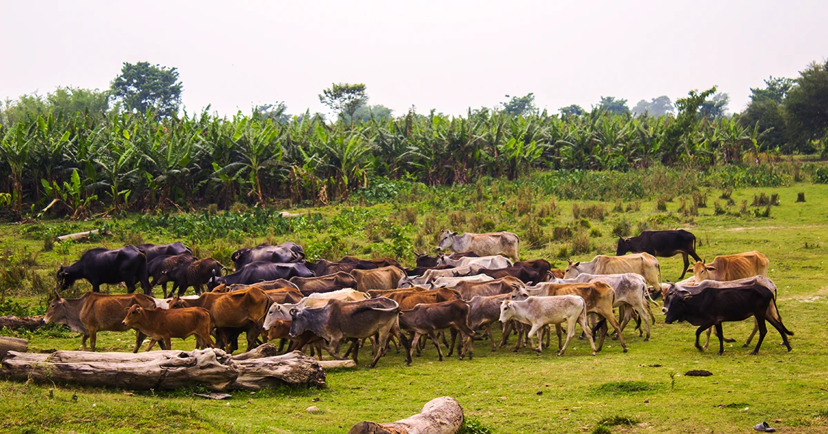 Koshi Tappu Wildlife Reserve