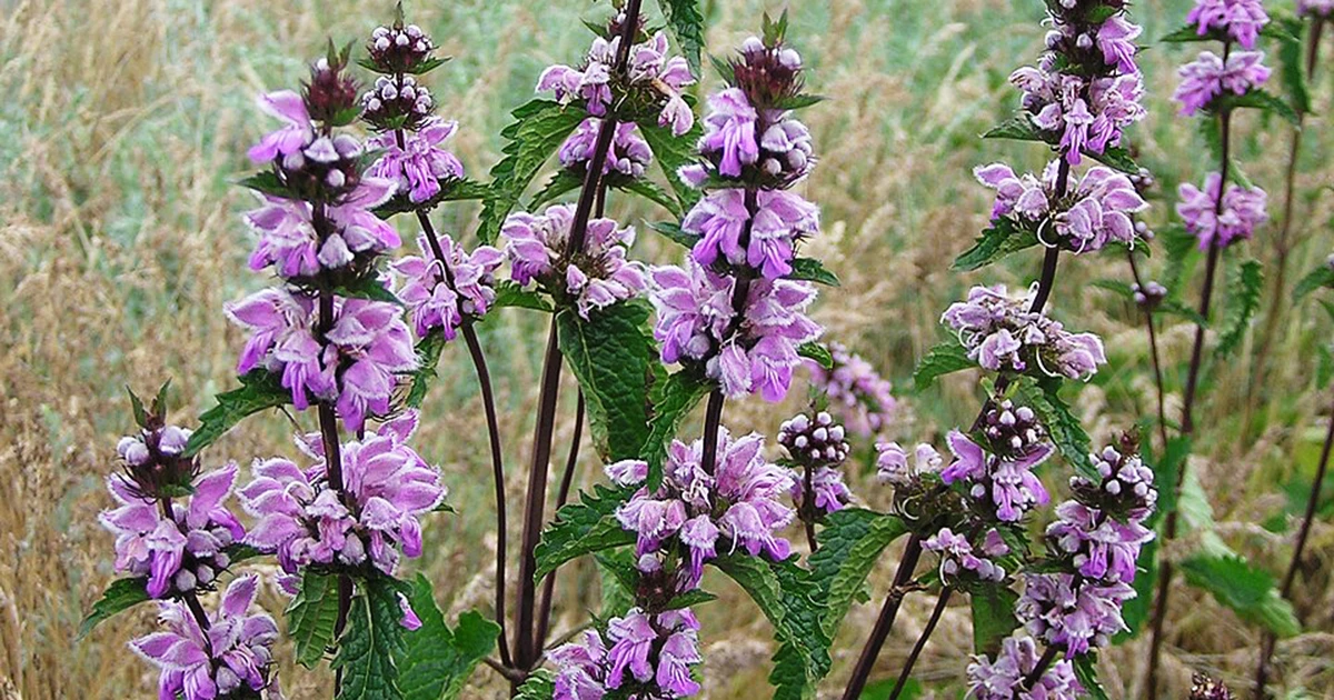 Picture oF Kuro (Phlomoides hamosa)