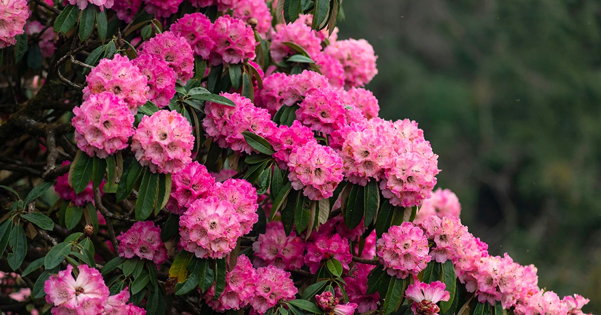 Rhododendron forest