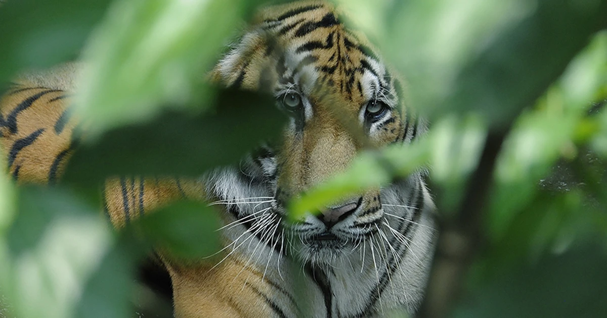 Royal Bengal Tiger in Chitwan National Park