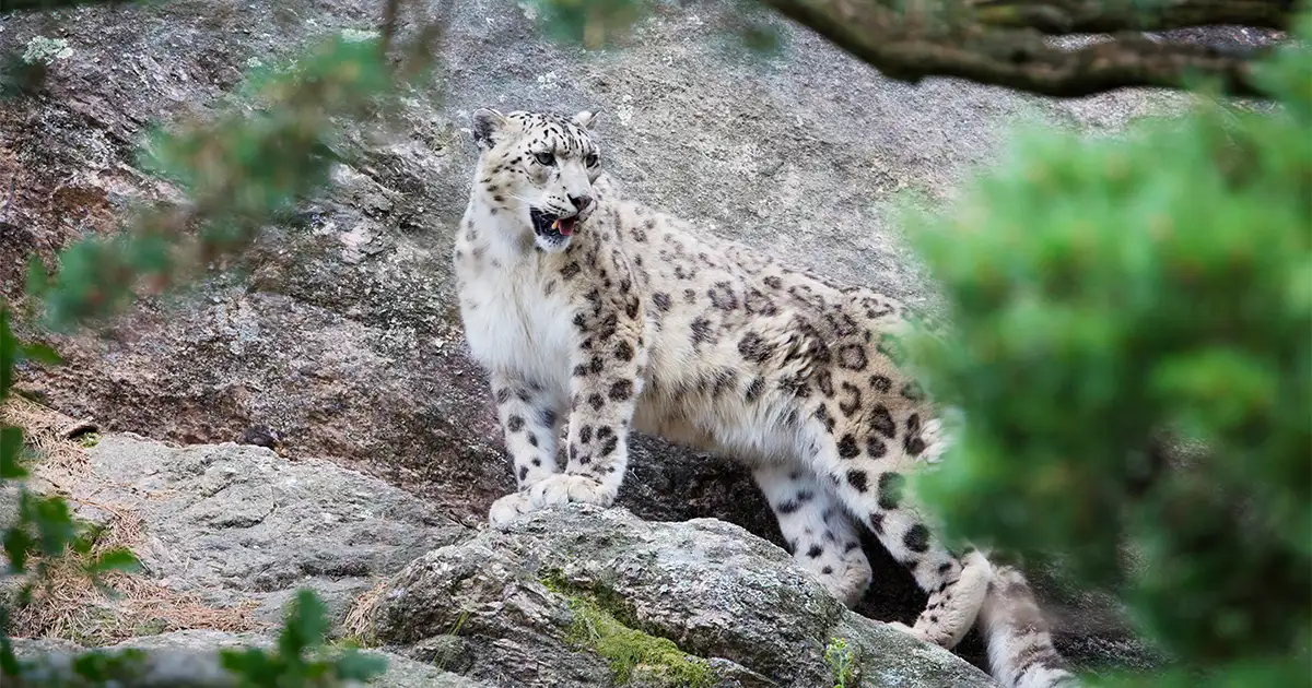 Snow Leopard in langtang